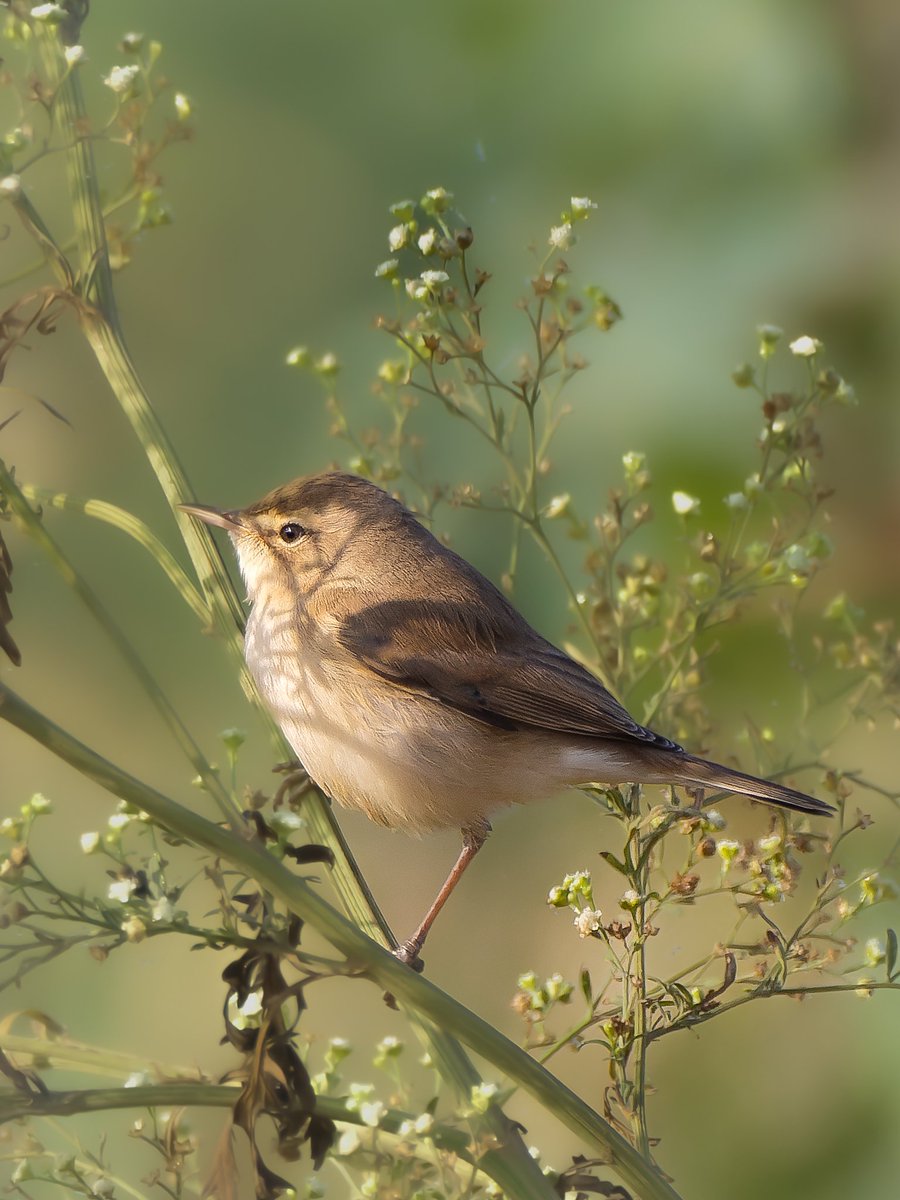 Say farewell to those Monday blues and have a fantastic beginning to your week! #happmonday #indiAves #bootedwarbler #birdphotography #birding #birdwatching