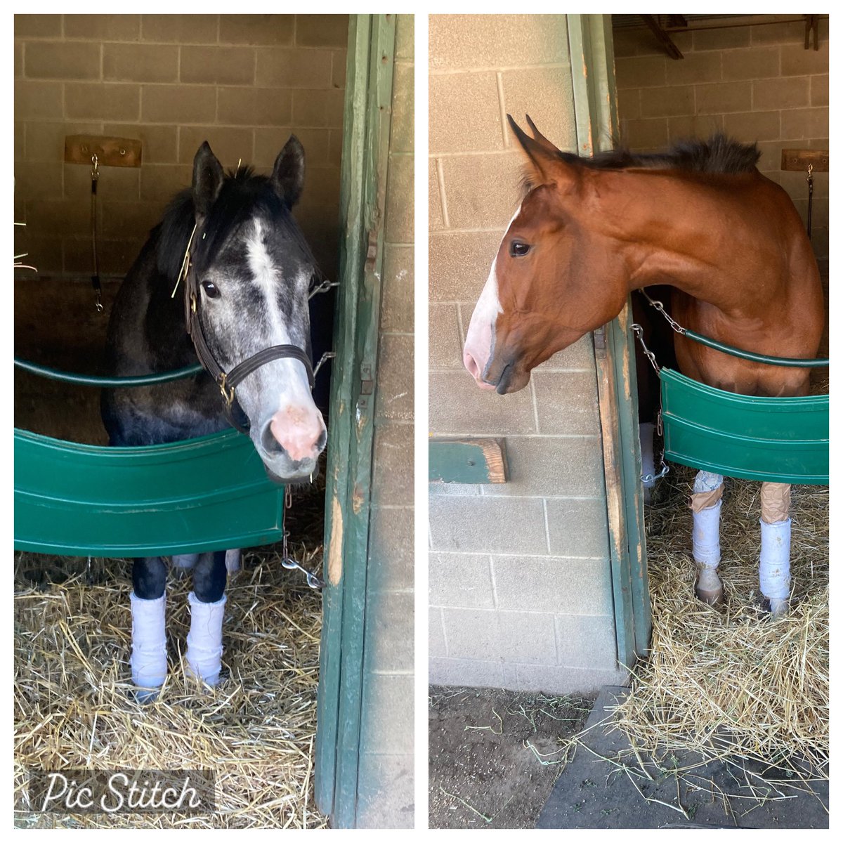 Nice weekend for maiden winners @OaklawnRacing 
HAULIN ICE for J+J Thoroughbreds and @NikJuarez 
IDALOU for Choctaw Racing Stable and @ChrisLanderos01 
Excited for their futures! 🐎🎉