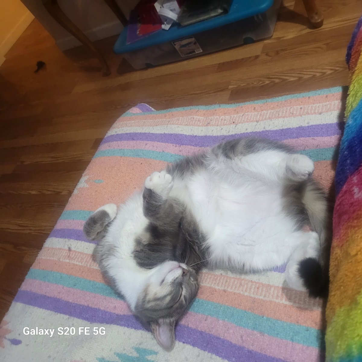 lynnslagle42's tweet photo. I swear there is something not right about Rosa 🤣🤣🤣 she laid like this forever before jerking awake like she fell out of a chair. #edgarsfamily #lord #notladylike #edgarssisterwhomightbespecial #sillygorl #notright #rosayouok #notacareintheworld #alwaysmakesmelaugh #shew https://t.co/Zg3qOMwJKG