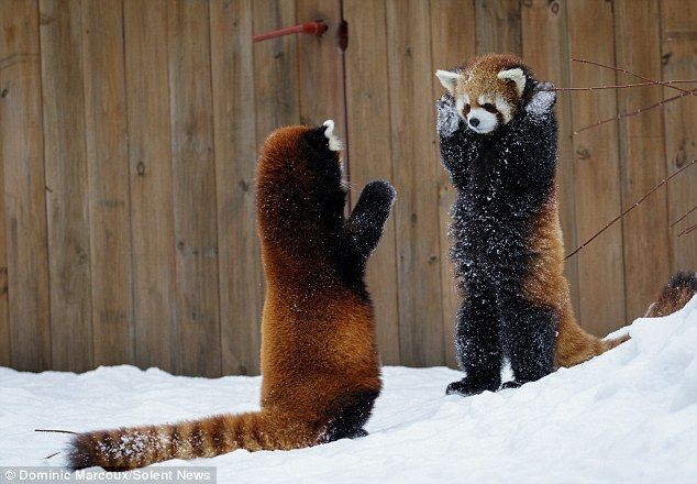 i just learned that red pandas stand up and hold their paws up when they feel threatened so they appear bigger and more threatening