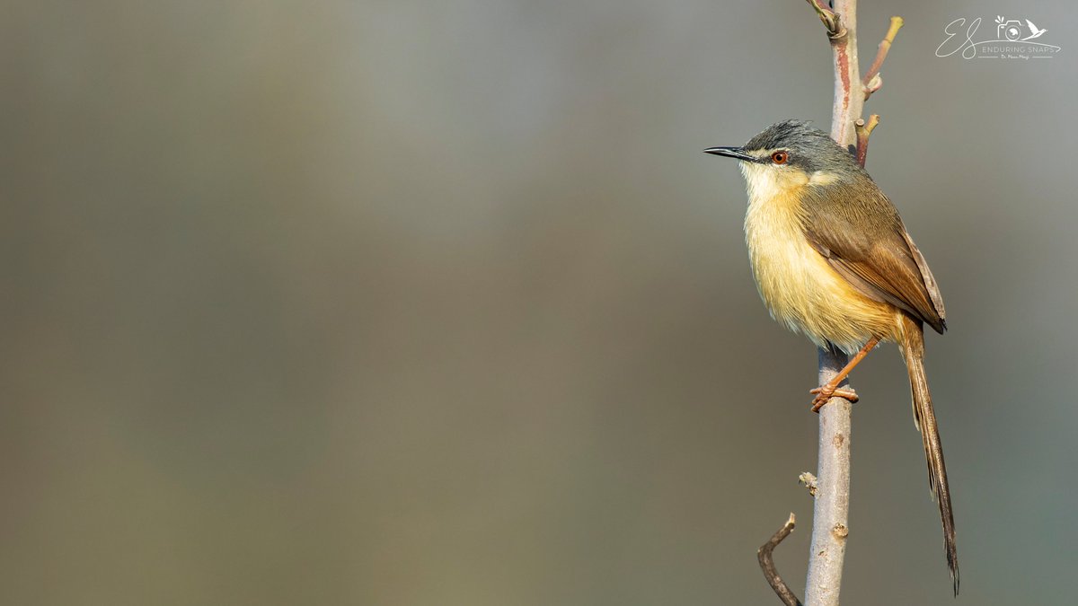 Ashy Prinia.

#birds #birdwatching #canon #canonr7 #canon100500rf #birdphotography #bird #birding #birdlovers #ashyprinia #IndiAves #nature #naturelovers #naturephotography