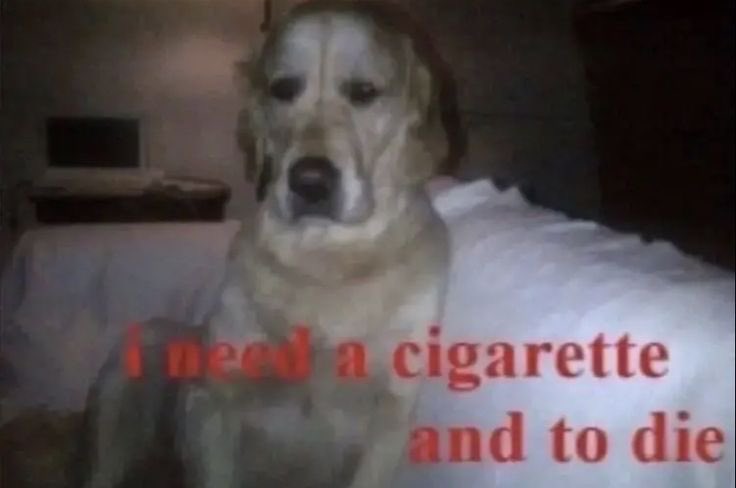 zuzu (@silenthillbruh) on Twitter photo 