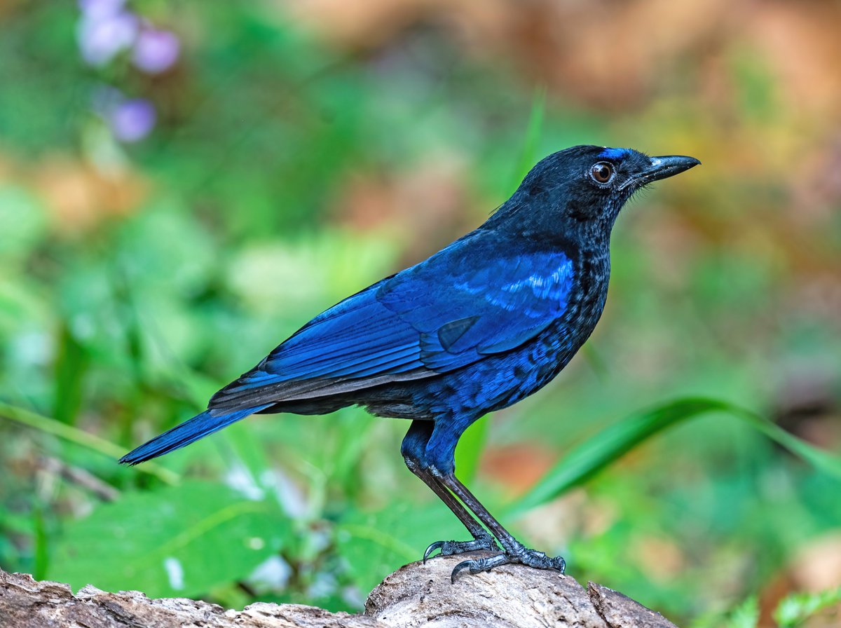 'Cheers to a week filled with accomplishments, growth, and lots of reasons to smile.' 

 Malabar whistling thrush 
#TwitterNatureCommunity #IndiAves #NaturePhotography #BBCWildlifePOTD #NatureBeauty #BirdsOfTwitter #BirdsSeenIn2023 #naturelovers #birdsonearth #colours