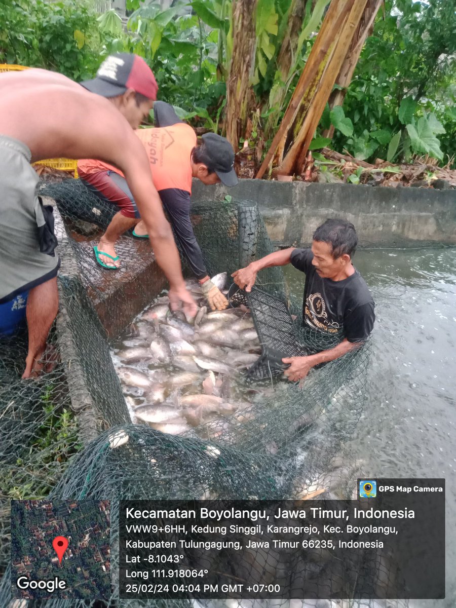 Mtweet1284's tweet photo. Minggu, 25/2/24, M. Azis, luhkan Kab. Tulungagung, melaporkan hasil produksi ikan gurami milik Bpk Nur, hasil produksi 920 Kg, Harga Rp 24.000,-
#luhlapor 
#GiatLuhkanSatminkalBWI 
@puslatluhkp 
@bppsdm_bp3bwi 
@bppsdm_kp 
@BudidayaKKP https://t.co/A2k8XnmrIg