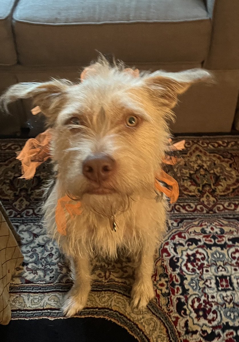 NolaArmstrong's tweet photo. @azsweetheart013 My happy pack of rescues ❤️❤️❤️❤️ https://t.co/tpiQnaAtPi