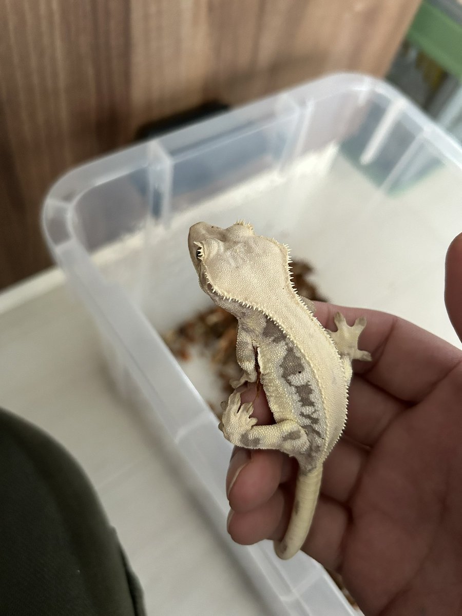 #クレステッドゲッコー
#クレス
#リリーホワイト

ムチムチ