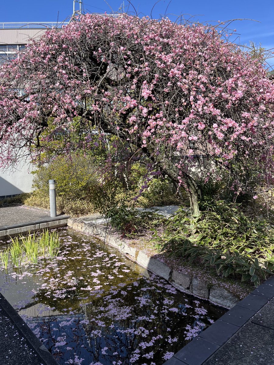 にゃんご！夢二郷土美術館本館中庭、枝垂れ梅で花いかだできでますにゃんご！