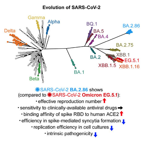 ICReDD researchers, as part of a multi-institute consortium, identified key virological characteristics of the #COVID Omicron BA.2.86 variant. The BA.2.86 variant showed higher epidemic spreading ability but lower pathogenicity. @cellhostmicrobe icredd.hokudai.ac.jp/research/10557