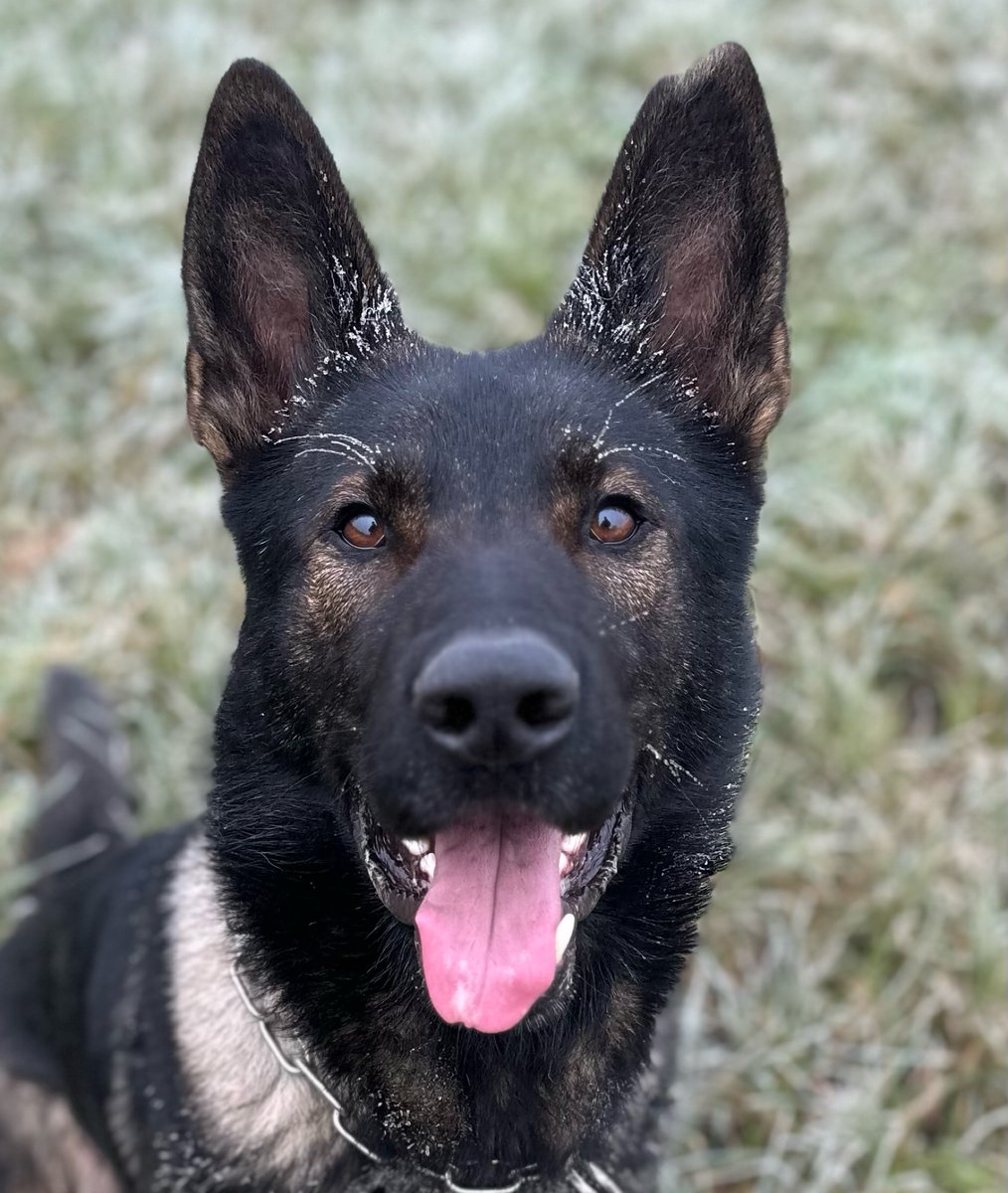 PD Leo was back on form last night supporting colleagues in South Gloucestershire. A suspect wanted for several violent offences made off from an address, PD Leo used his tracking skills and found him hiding in undergrowth. Extra treats for him and a very happy handler! 🐕