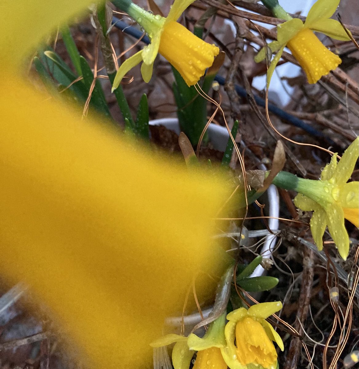 The daffodil 🌼 cluster
In the hanging basket 
returns 🌼#Monday 
#alternativeview 
Mellow yellow ⭐️
#outfront 
Have a good sunny day
inside or out or both ☀️