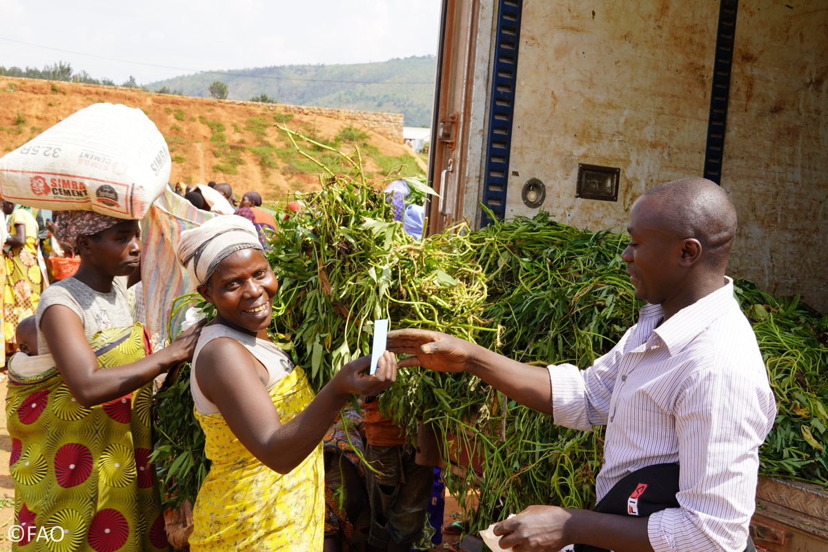 Grâce à @UNCERF, la @FAO a contribué à sauvegarder les moyens d’existence des populations touchées par des chocs liés aux aléas climatiques au Burundi. Des foires aux intrants ont été organisées au profit de plus de 7 700 ménages. 📷 tinyurl.com/nhf3jhzb