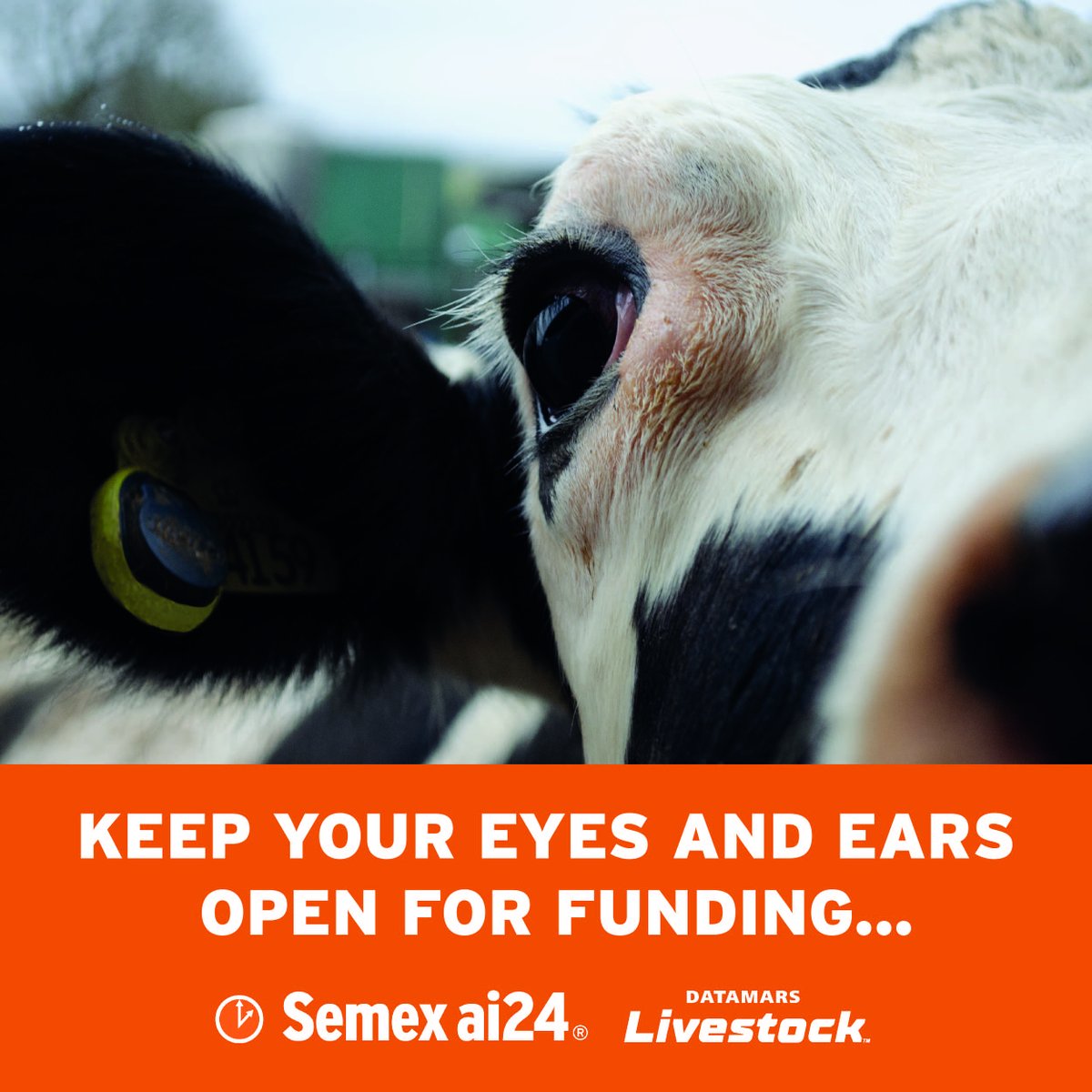 The Semex Team, together with Datamars Livestock is something you can take for GRANTed. And seeing is believing, so arrange a free on-farm demo today and get fired up 🔥 for the grants coming soon: ow.ly/TiIz50QHbLZ
@datamarslivestock