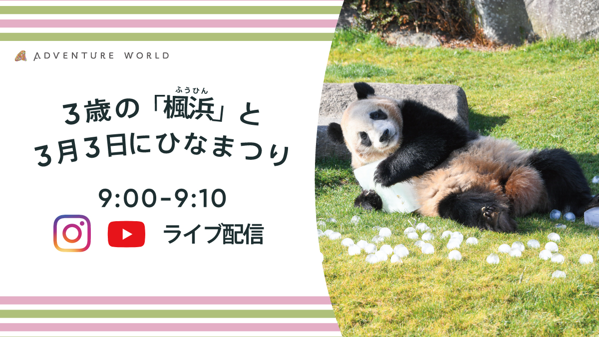 aws_official's tweet photo. ／
みんなのこころにあかりをつけましょ～♪
🎎「ひなまつり」ライブ配信🎎
＼
ジャイアントパンダ「楓浜」へ、雛人形風の雪だるまやひしもち型の氷、吊るし雛をイメージしたニンジンやリンゴなどをプレゼントします☆
皆様と「楓浜」のこれからの健やかな成長を一緒に願います。

日時：3/3㈰ 9:00～9:10
配信：公式YouTube・Instagram

詳しくはこちら▷https://t.co/4ldDXS8OJr