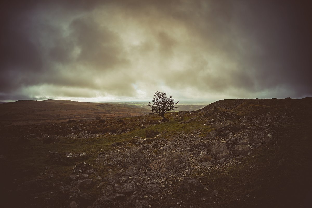 GlavindStrachan's tweet photo. #Hawthorn at #SwellTor #Quarry on #Dartmoor https://t.co/nGCTxnKfhg