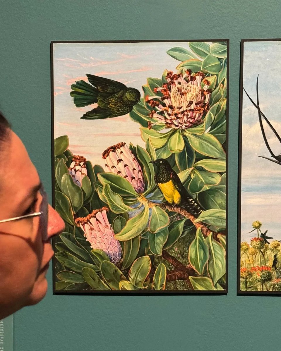 RJBOTANICO's tweet image. Resumen gráfico del ambiente que ha tenido la exposición: ELLAS ILUSTRAN BOTÁNICA el fin de semana. El entusiasmo con la belleza de las obras expuestas ha sido increíble. Gracias por la gran acogida.📷: @Adellanotte 🙏
📍: Pabellón Villanueva. @RJBOTANICO 
🗓️: Hasta 18 MAY