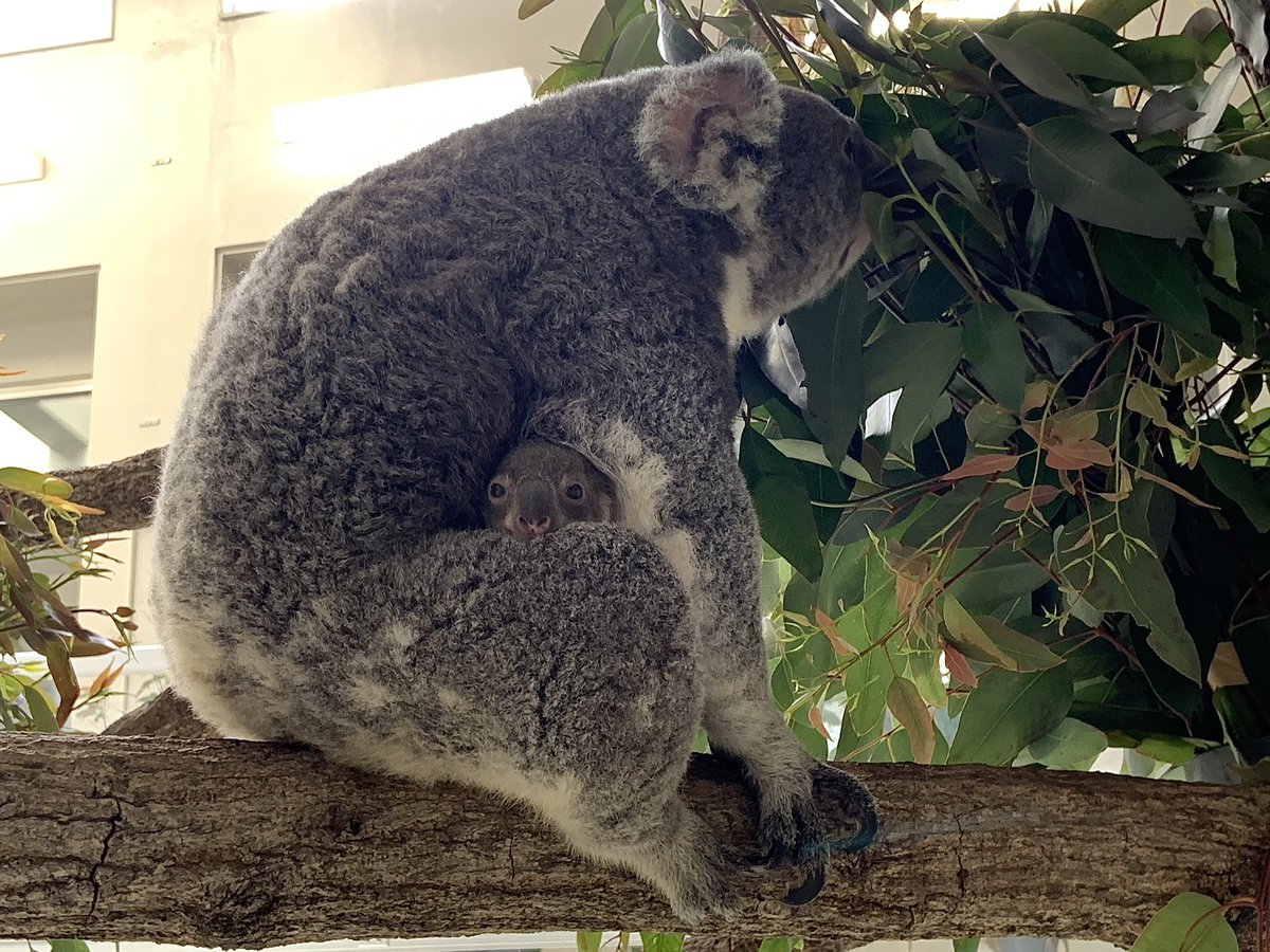 englandhill_zoo's tweet photo. いいなー、そこいいなー@(・●・)@
#コアラ #ウミ #ウミの赤ちゃん2024 #コアラ館にて愛称募集中 https://t.co/AZOS1ESQUJ