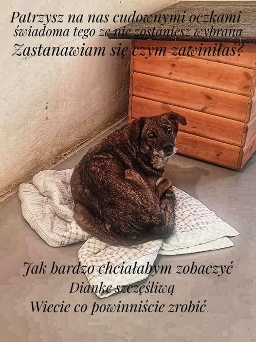DIANA🆘🏠🙏
12 lat i życie odrzucone. 😭
TYLKO TWOJE UDOSTĘPNIENIA MOGĄ DAĆ JEJ GODNY KONIEC  ŻYCIA🥺🙏🏠💔
Kasia 507 237 447
Ola 533 564 074
Szukam kochanej adopcji .
Schronisko dla Bezdomnych Zwierząt w Radomiu