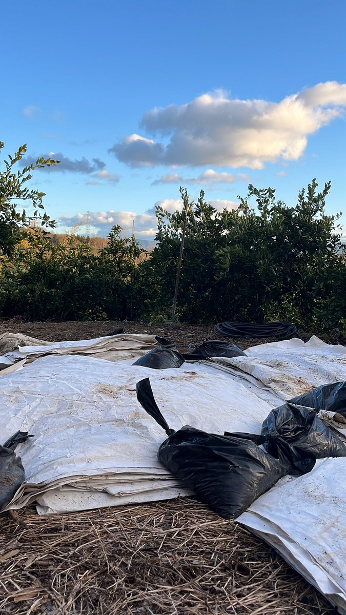 startfromzero23's tweet image. 農園の隅で見てみぬふりをしていた
マルチシート。
重い腰をあげ、ようやく整理しました😎

#農業
#みかん農家