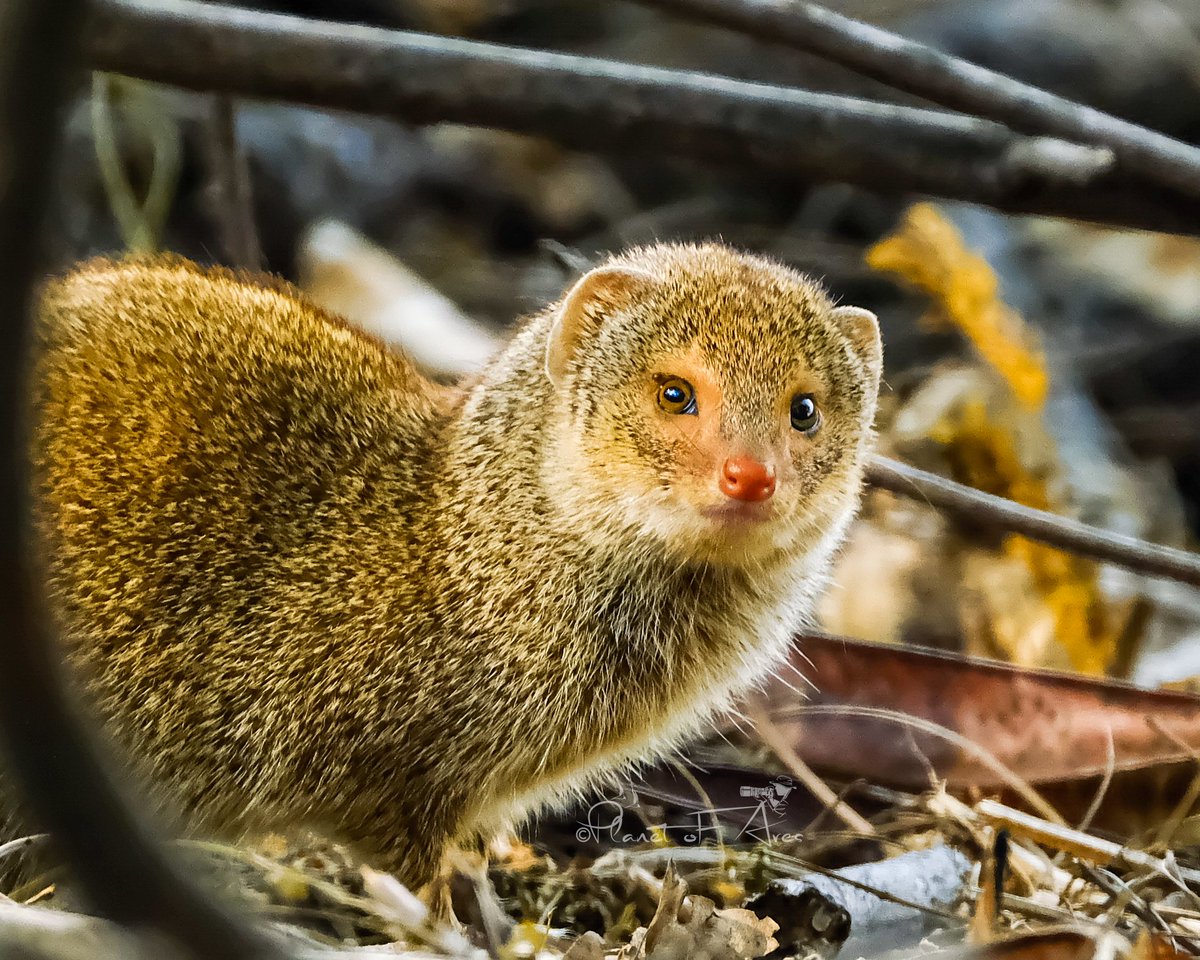 My mom says I'm so #cute..🥰 In frame- Small Indian mongoose 🐿️ It's is a mongoose species native to Iraq and northern #India. #BBCWildlifePOTD #natgeoindia #ThePhotoHour #TwitterNatureCommunity #beautiful #naturephography #naturelovers #mammals #wildlifephotography #photograghy