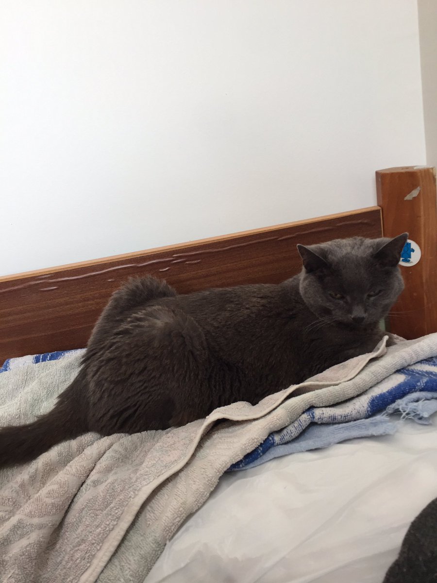 So very sad today. We had to bid a last farewell to our beloved old lady Bell (age 17 give or take a year or so), our affectionate feline companion for 12 years. Vet care could do no more for her and she began to go downhill so fast... RIP, sweet girl!