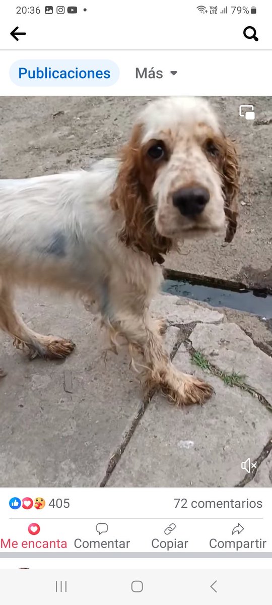YODA, cocker rescatado de que lo sacrifiquen💔, lleno de garrapatas, con erliquia, hepatozon, desnutrido NECESITA HOGAR, AMOR . ESPERA EN <a href="/ZooLanus/">Voluntariado Zoo Lanús</a>  Madariaga 635 Lanus 🆘️🆘️👪🏡 mirenlo.. necesita ayuda, iría con gastos pagos, necesita transito ❗️❗️
facebook.com/share/v/verLzT…