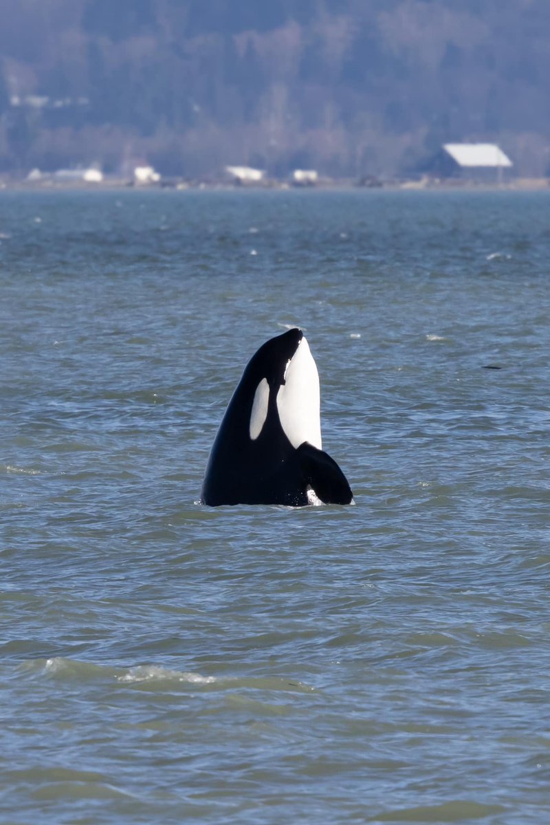 Whale hello there! 🌊

📸: Charvet Drucker
