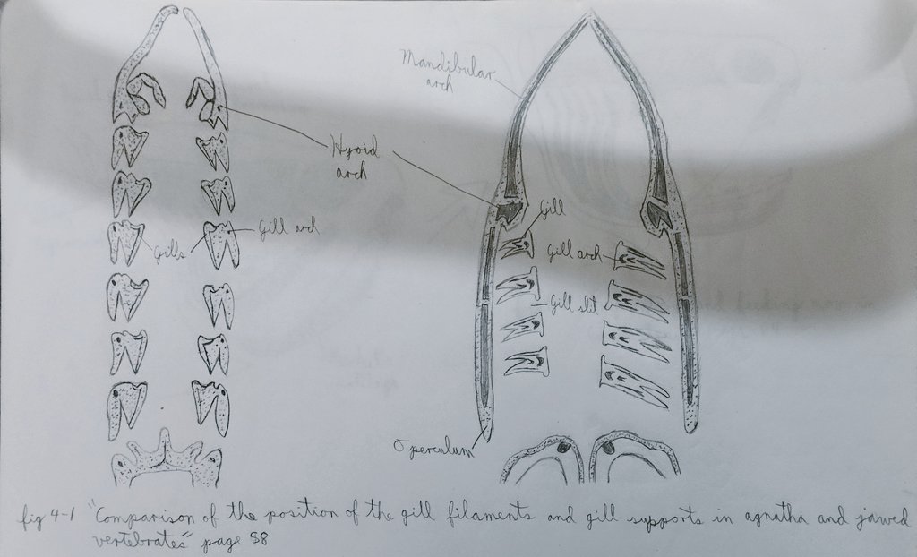 Bk00008's tweet photo. I forgot to show up the previous drawings of my study book. In this case, I drew a comparation of the gill support in agnatha and jawed vertebrates and the cranial cavity in osteostracans. When I drew the cranial cavity I thought I was studying neuronal paleontology lol https://t.co/LeKWJShD6m