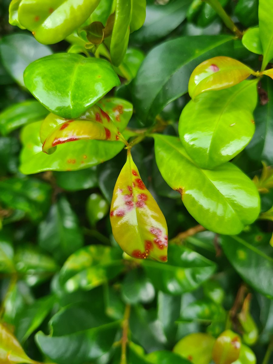 What do you know about myrtle rust ? Join 3 specialist and citizen science Experts to learn how we can all be part of the solution . Live here on X , youtube or FB 730pm AEDT facebook.com/share/ox7pgjw9… #myrtlerust