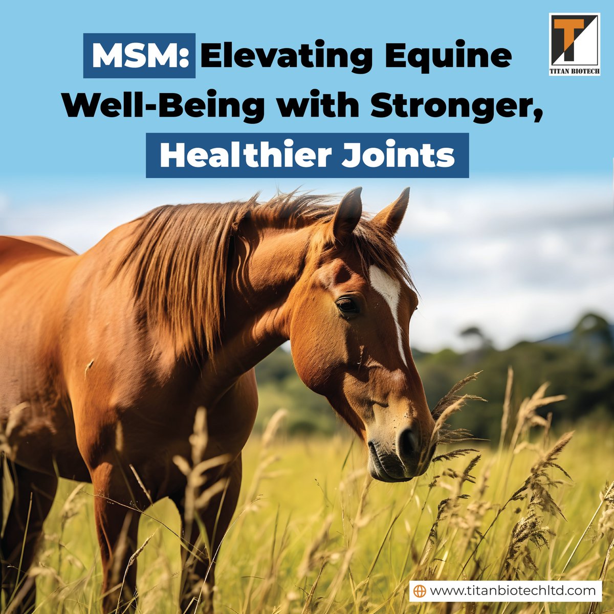 MSM – The essential ingredient for promoting robust and healthier joints, enhancing agility and comfort. Discover the secret to peak performance and freedom of movement.

Visit us at  titanbiotechltd.com

#titanbiotechltd #msm #equinewellness #horsehealth #jointsupplements