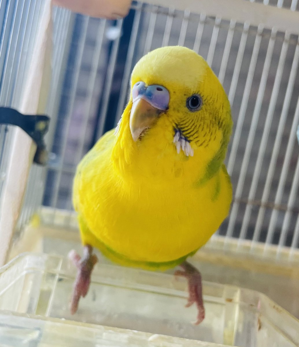 本日のもふもふ🐣
なんてかわいいのぉ"(⌯︎¤̴̶̷̀ω¤̴̶̷́)✧︎
#セキセイインコ
