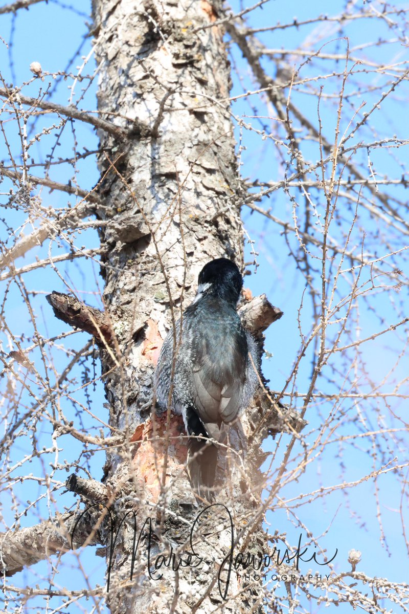 Black Backed Woodpecker. That’s a lifer 😃 #blackbackedwoodpecker #woodpecker #manitobabirds #birdphotography