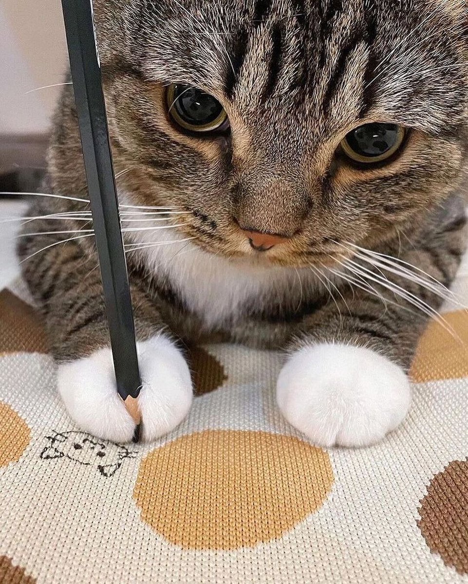 nocontextscats's tweet image. Fluffy paw