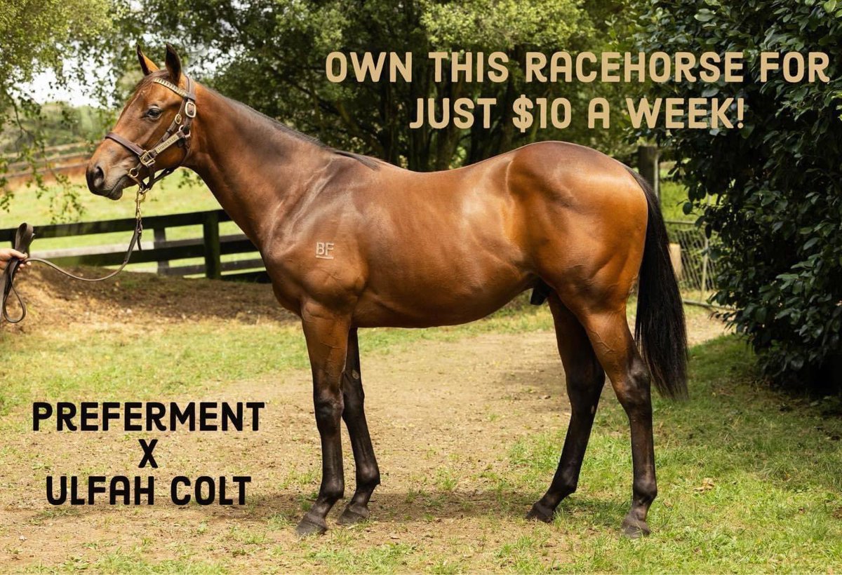 TimberleeTb's tweet photo. Have you ever wanted to own a racehorse? For just $10 a week now you can Meet our Preferment x Ulfah colt! A 2 year old son of Preferment who is just oozing good looks and ability. He’s from a fantastic family and he’s is currently been broken in and will be at @RRacingStables https://t.co/6zpoDp9ysy