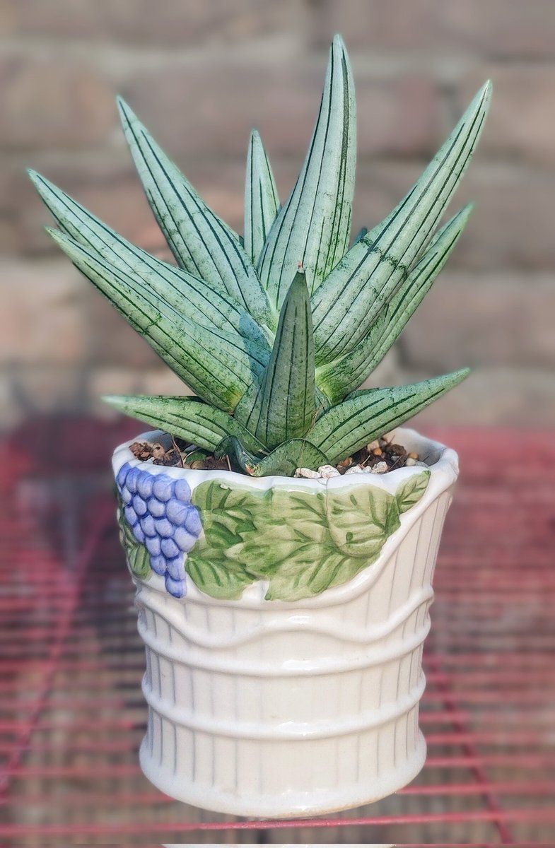 #Sansevieria Jupiter
#Liveplants
#Rs 23000
#WhatsApp 03115644244
#Gardening
#Potless delivery all over Pakistan