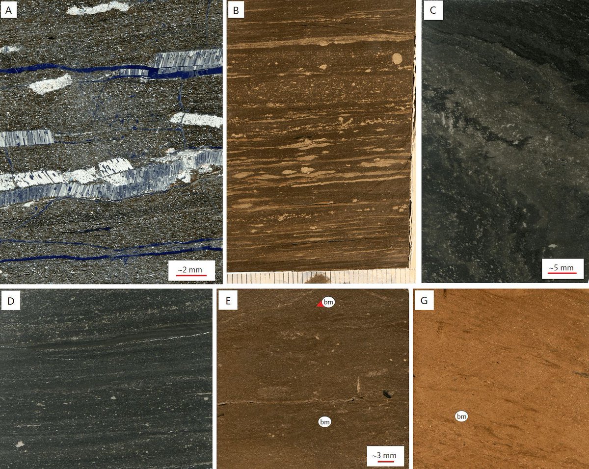 #NewResearch Upper Jurassic – Lower Cretaceous of eastern Wollaston Forland, North-East Greenland: a distal marine record of an evolving rift doi.org/10.34194/geusb… Part of a special issue #OpenAccess #geology #Greenland
