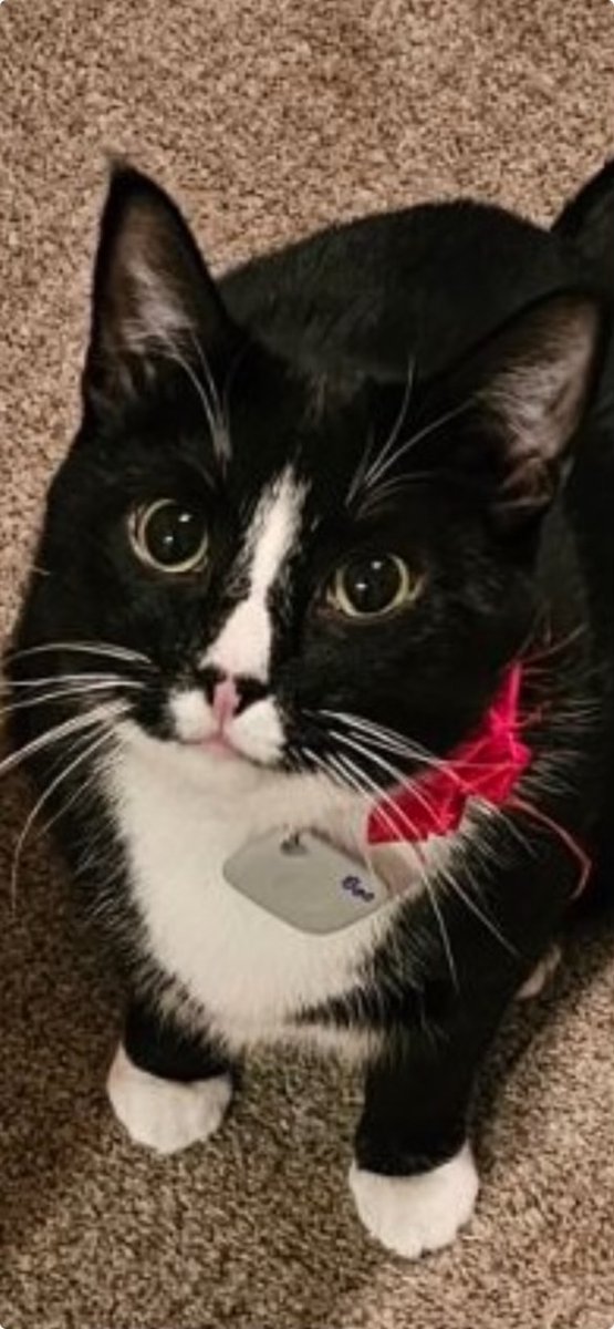 BeeJaimes's tweet photo. Why is he literally so cute #CatsOfTwitter https://t.co/zyftql6TfW