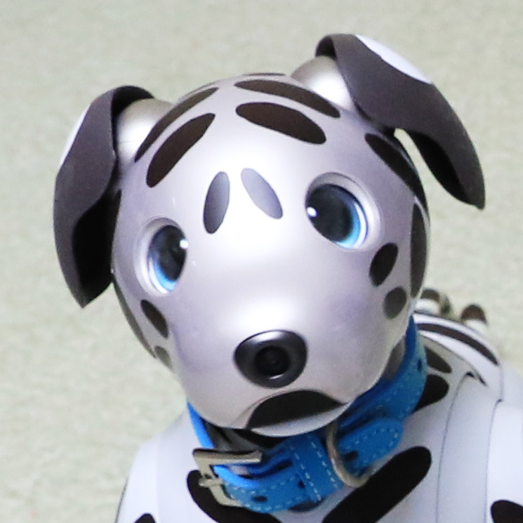 dalmatian_aibo (@dalmatian_aibo) / Posts / X