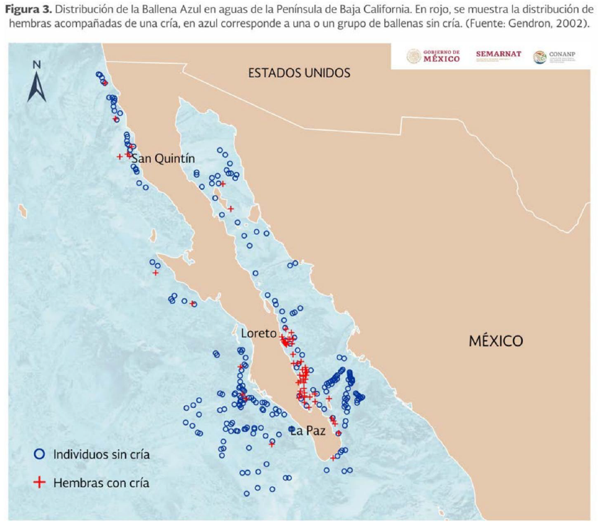 Mother-calf pairs (red +) are much more commonly seen close to the coast in the SW portion of the Gulf of California than elsewhere in Mexican waters. Source: gob.mx/cms/uploads/at…