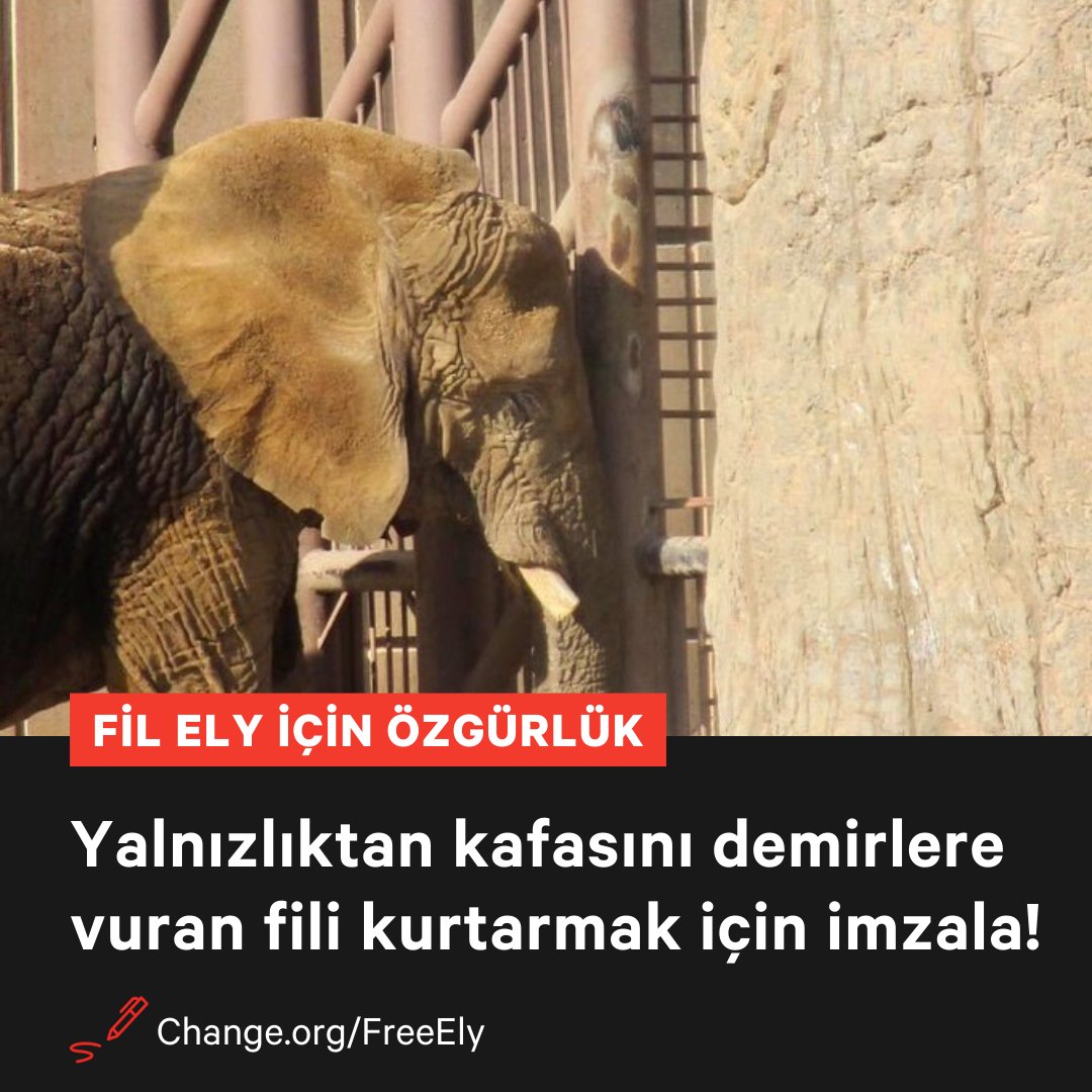 Çok yalnız ve çok hasta! 25 yıldır hapis hayatı yaşayan Ely öyle yalnız ki, son olarak kendi dışkısını yerken ve kafasını demir parmaklıklara vururken görüntülendi. Ely, diğer birçok fil gibi çok küçük yaşlardan itibaren istismar, kötü muamele ve sömürüye maruz kalmış bir…