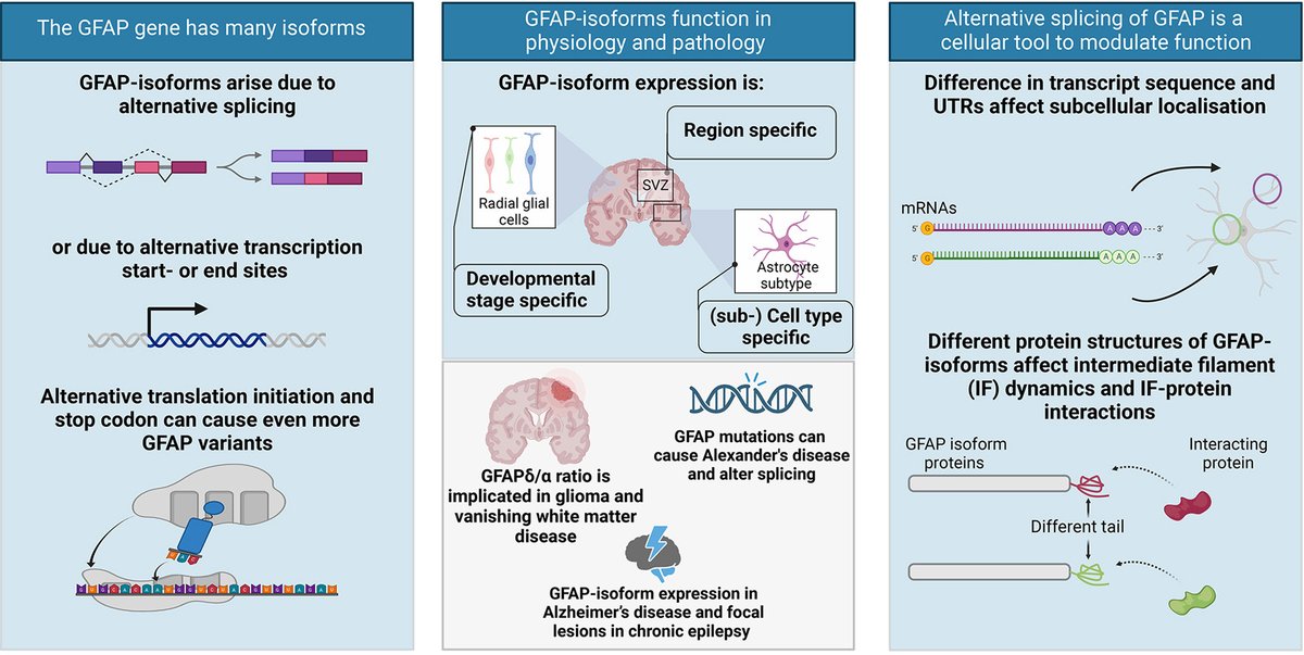 Elly Hol (@elly_hol) on Twitter photo 🌟 Calling #GFAP enthusiasts! Check out our latest review on this intriguing astrocyte protein. Big thanks to Alexandra de Reus, <a href="/EmmaVBodegraven/">Emma van Bodegraven</a>, <a href="/Jessyva5/">Jessy van Asperen</a>, Werner Dykstra, & <a href="/OnurBasak5/">Onur Basak</a> for the collaboration! 🧠 <a href="/ConnectingIFs/">Connecting Intermediate Filaments Seminars</a> <a href="/NeuroscienceT/">TNeuroscienceBrainCenter</a> tinyurl.com/59vdaamm 🌟 Calling #GFAP enthusiasts! Check out our latest review on this intriguing astrocyte protein. Big thanks to Alexandra de Reus, <a href="/EmmaVBodegraven/">Emma van Bodegraven</a>, <a href="/Jessyva5/">Jessy van Asperen</a>, Werner Dykstra, & <a href="/OnurBasak5/">Onur Basak</a> for the collaboration! 🧠 <a href="/ConnectingIFs/">Connecting Intermediate Filaments Seminars</a> <a href="/NeuroscienceT/">TNeuroscienceBrainCenter</a> tinyurl.com/59vdaamm