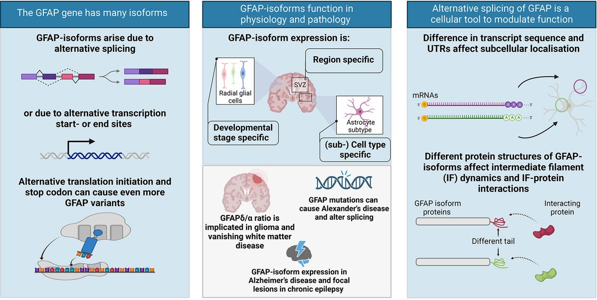 🌟 Calling #GFAP enthusiasts! Check out our latest review on this intriguing astrocyte protein. Big thanks to Alexandra de Reus, @EmmaVBodegraven, @Jessyva5, Werner Dykstra, & @OnurBasak5 for the collaboration! 🧠 @ConnectingIFs @NeuroscienceT tinyurl.com/59vdaamm