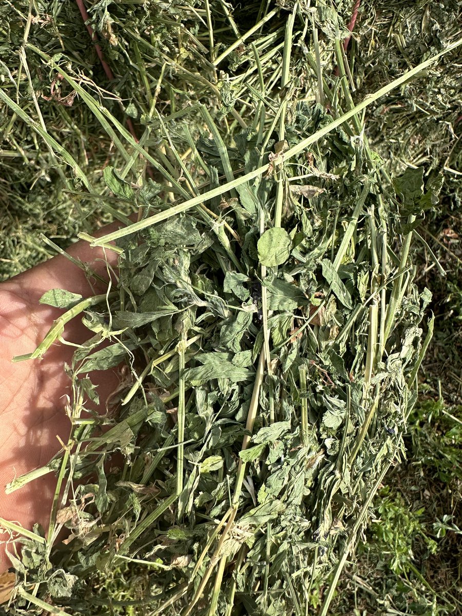 Lucerne Hay for sale Steamed HD Sq 8x4x3 Shedded Feed test available $400/t ex farm Loxton S.A DM me for more details 🌱@tainekschmaal @EricWatzke @SeanM_DMAg_SA @FeedCentralPL
