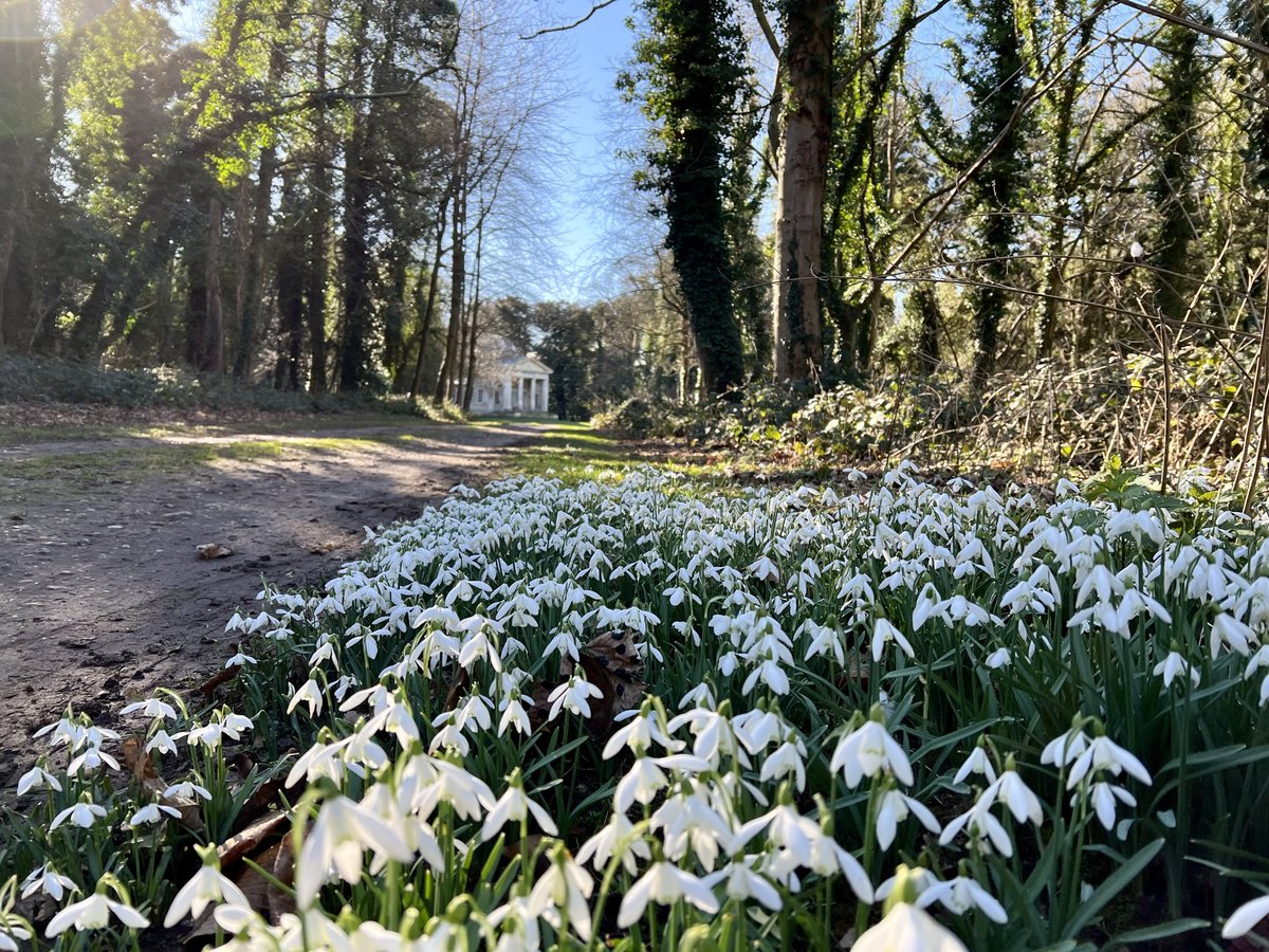 A sprinkling of snowdrops at Temple🤍 Image Description: A patch of snowdrops next to the track that leads to the Temple. #Holkham #HolkhamEstate #VisitNorfolk #NorthNorfolkCoast