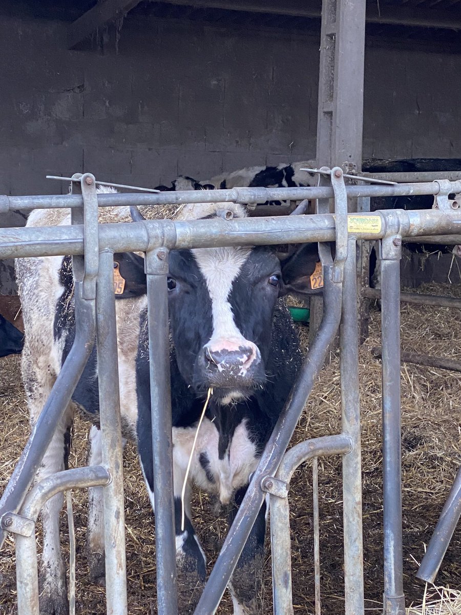 A Plessé (44) pour aider les jeunes à s'installer, préserver le foncier agricole, maintenir une #agriculture plurielle et durable, la mairie a imaginé une « politique agricole communale ».

#agriculteur #SalonAgriculture2024 #salonAgriculture #foncier 

radiofrance.fr/franceculture/…