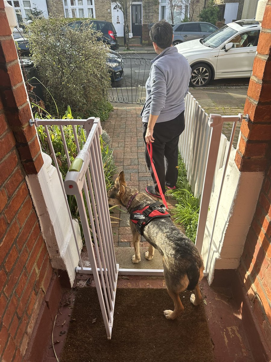 A thread about our Sunday adventure with #sophiefromromania - we knew that persuading her to walk from the front door would be tough ..