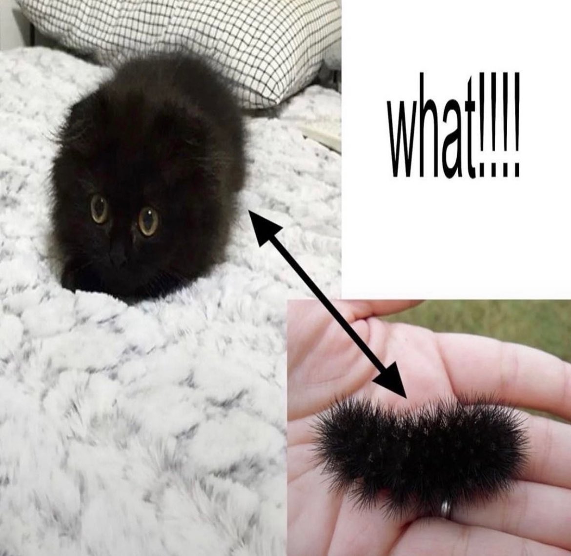 Punch Cat (@punchingcat) on Twitter photo 