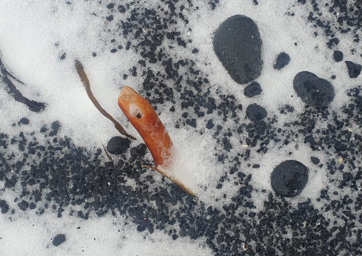 Seaweed root, snow and pebbles #sharemondays2024 #appicoftheweek #wexmondays #fsprintmonday #blacksand
