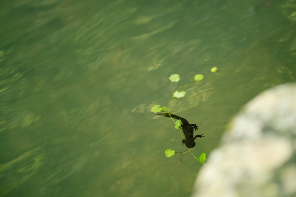 うまくいかないなぁ。。。
焦ってる、気負ってる、思い詰めてる。
こんなところだろうか、ねぇイモリさん？