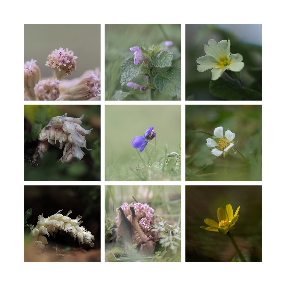 I missed #wildlfowerhour last night, I'm still getting over covid, here's who I would have posted: Butterbur, Red Deadnettle, Primrose, Toothwort, Sweet Violet, Barren Strawberry and Lesser Celendine, all encountered around the village.