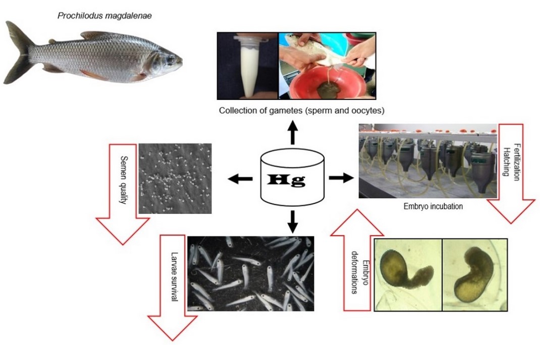Fishes_MDPI's tweet image. 🥳#FishesMDPI

🐟&quot;Effect of Inorganic Mercury on #SemenQuality, #Embryo and #Larval Development of Bocachico Prochilodus magdalenae&quot; by Diana Madariaga-Mendoza et al.

🔗mdpi.com/2410-3888/8/9/…

#heavymetals #migratoryfish #pollution #reproduction #spermatozoa
